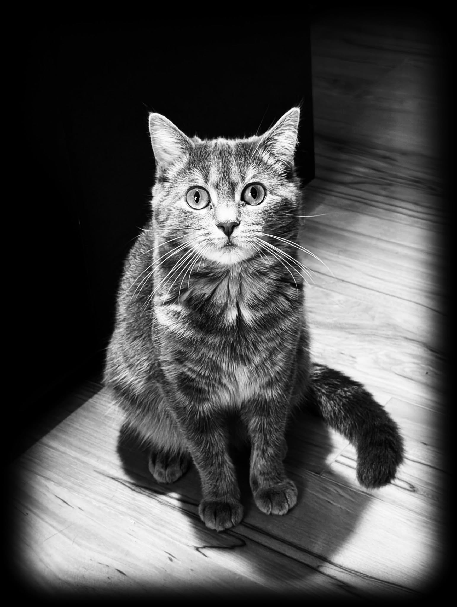 2DCAT